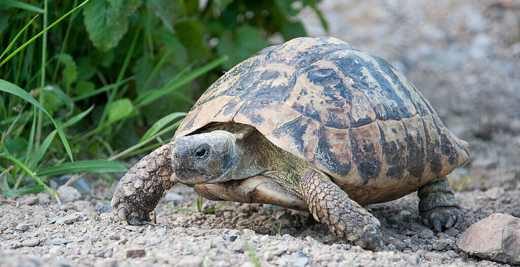 Schildkröte in Großaufnahme