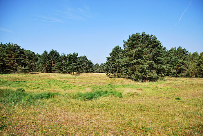 Weisenfläche mit Bäumen im Hintergrund mit blauem Himmel