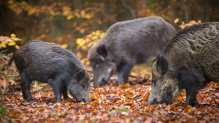 Eine Wildschwein Rotte bei der Futtersuche im Wald