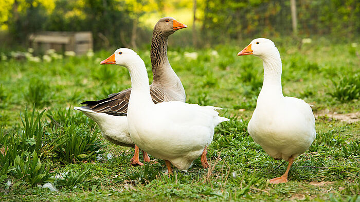 drei Gänse auf einer grünen Wiese