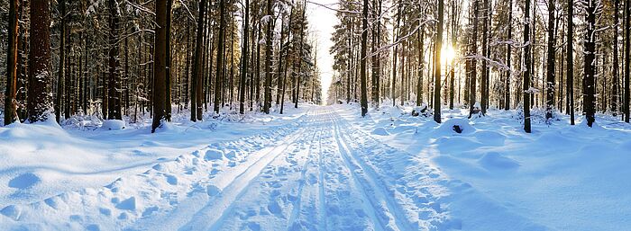 Winterlandschaft, kahle Bäume und weißer Schnee auf dem Boden