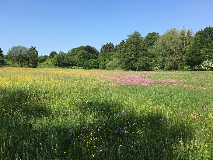 Feuchte Glatthaferwiese mit blühenden gelben und lila Blüten