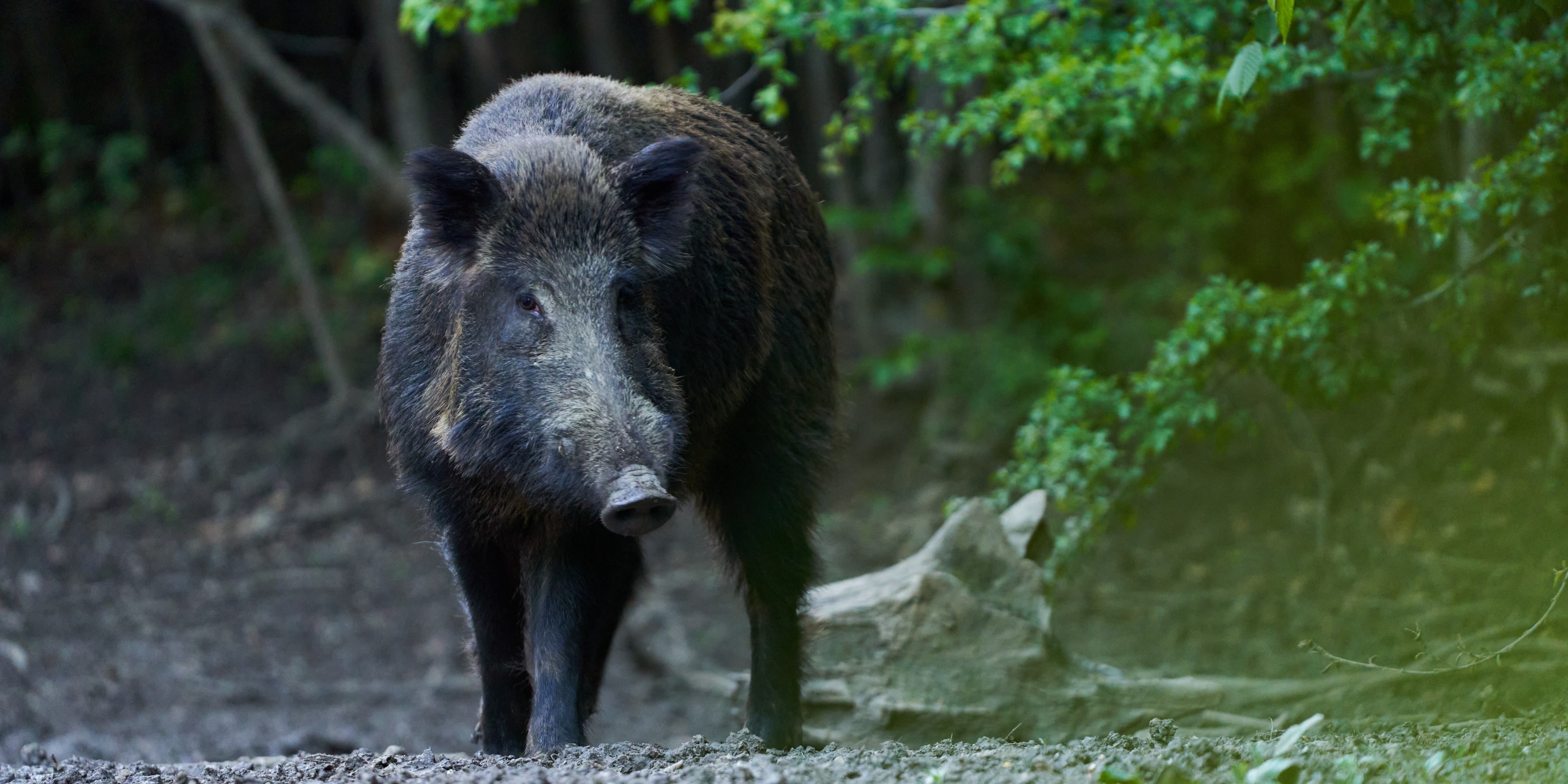 Wildschwein im Wald
