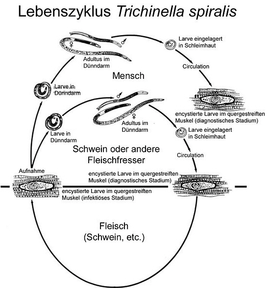 eine Grafik die den Lebenszyklus einer Trichine erklärt