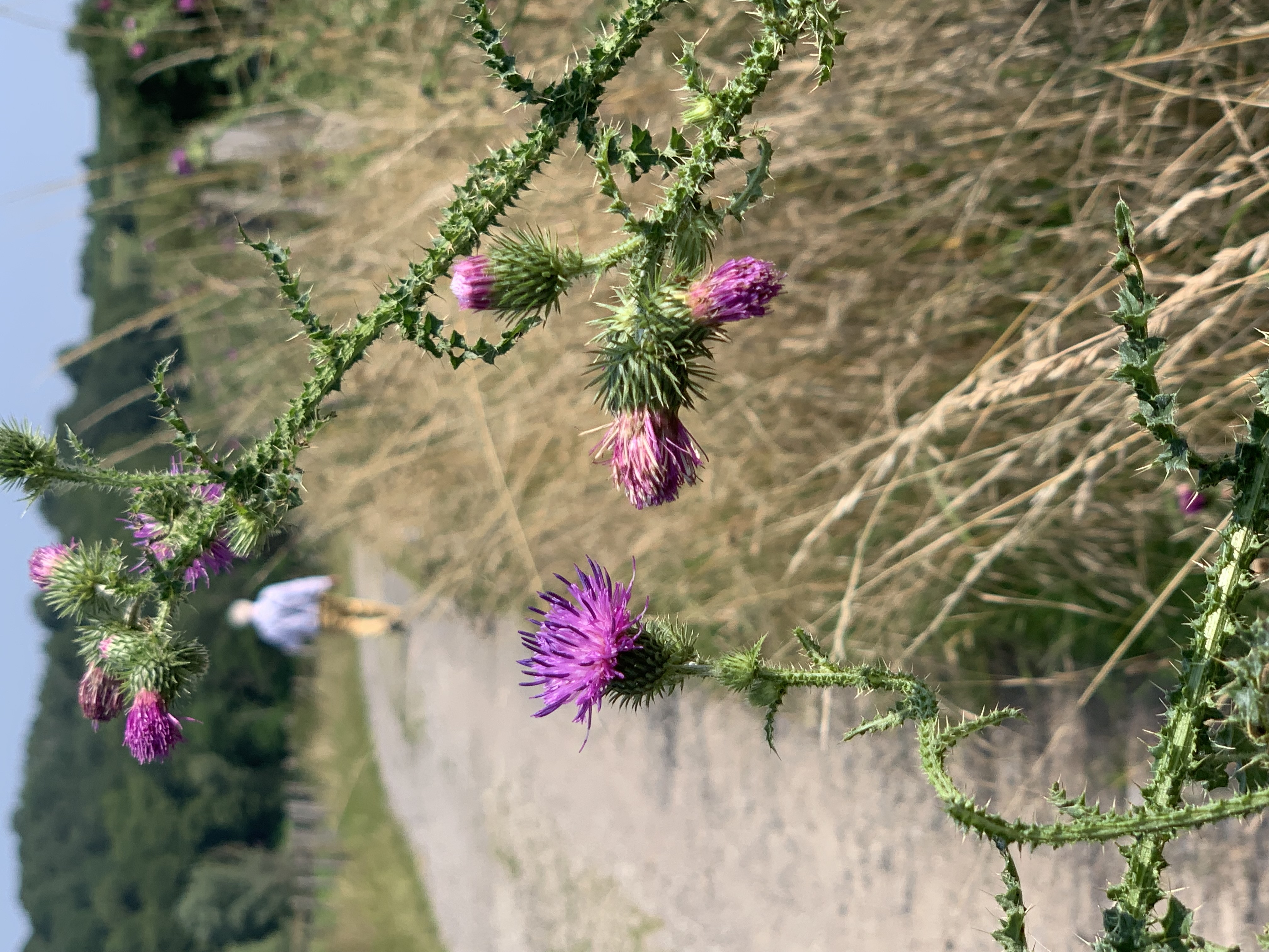 Blick auf den Wanderweg mit Distel im Vordergrund