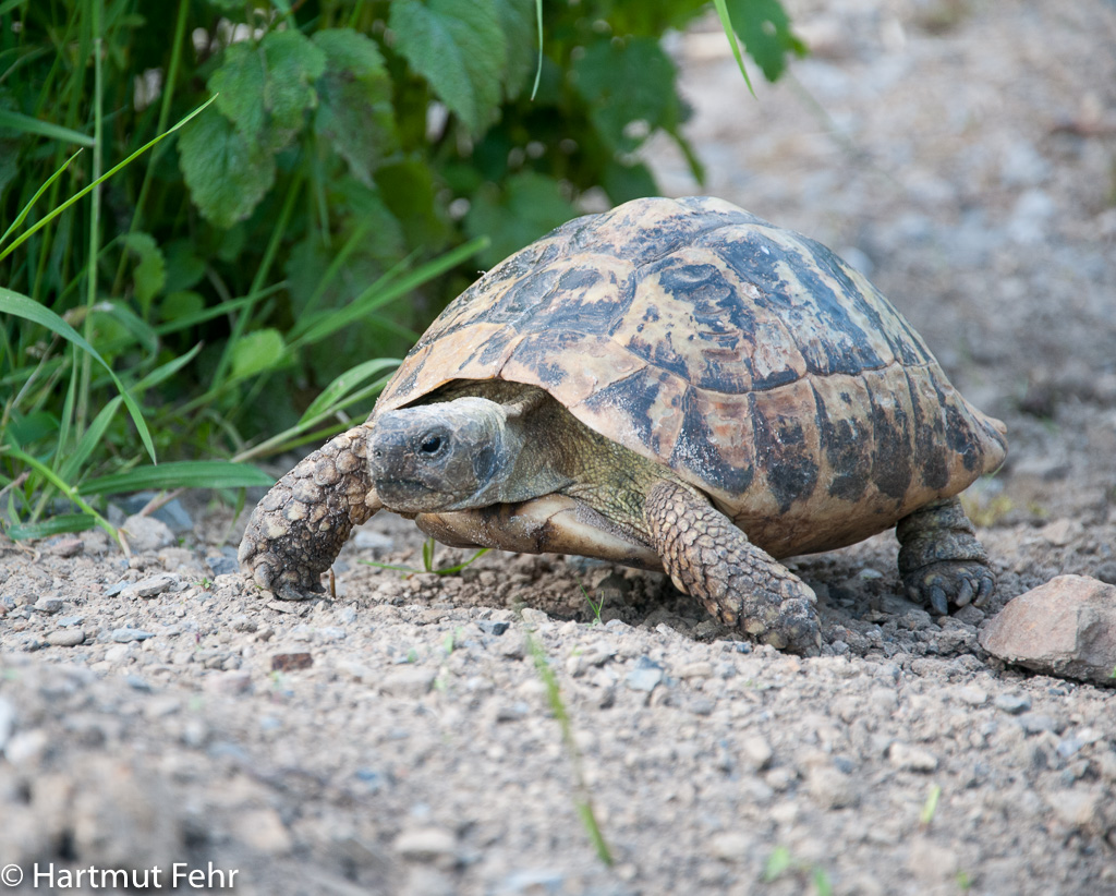 Schildkröte in Großaufnahme