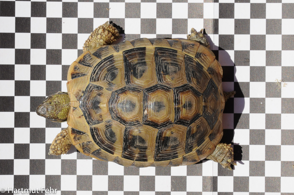 Landschildkröte auf einer Schachbrettmusterunterlage von oben fotographiert
