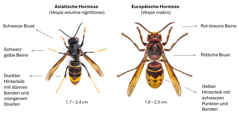 Unterscheidungsmerkmale der Asiatischen und Europäischen Hornisse