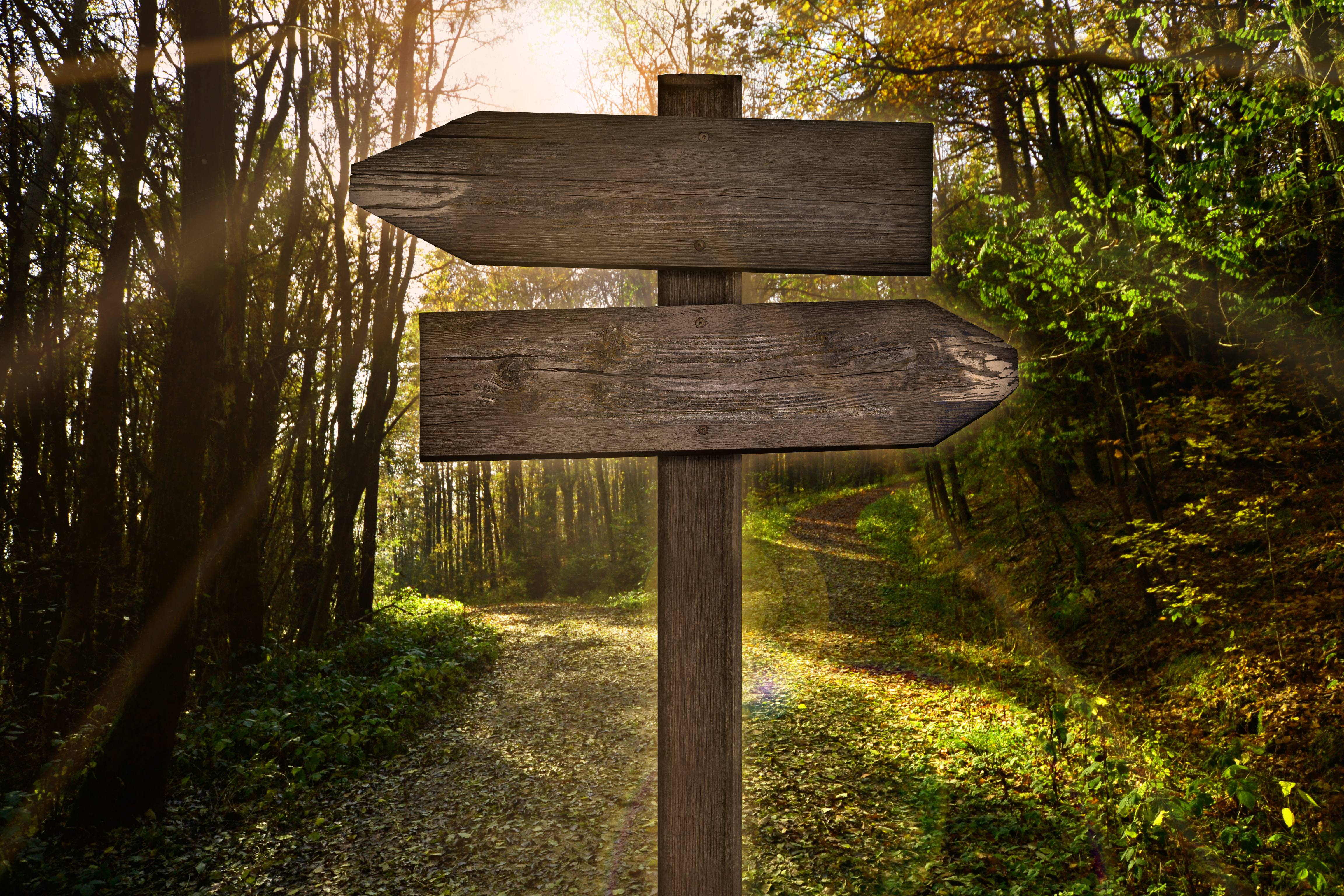 Ein Holzschild im Wald an einem Weg mit zwei unbeschrifteten Pfeilschildern in entgegengesetzter Richtung zeigend