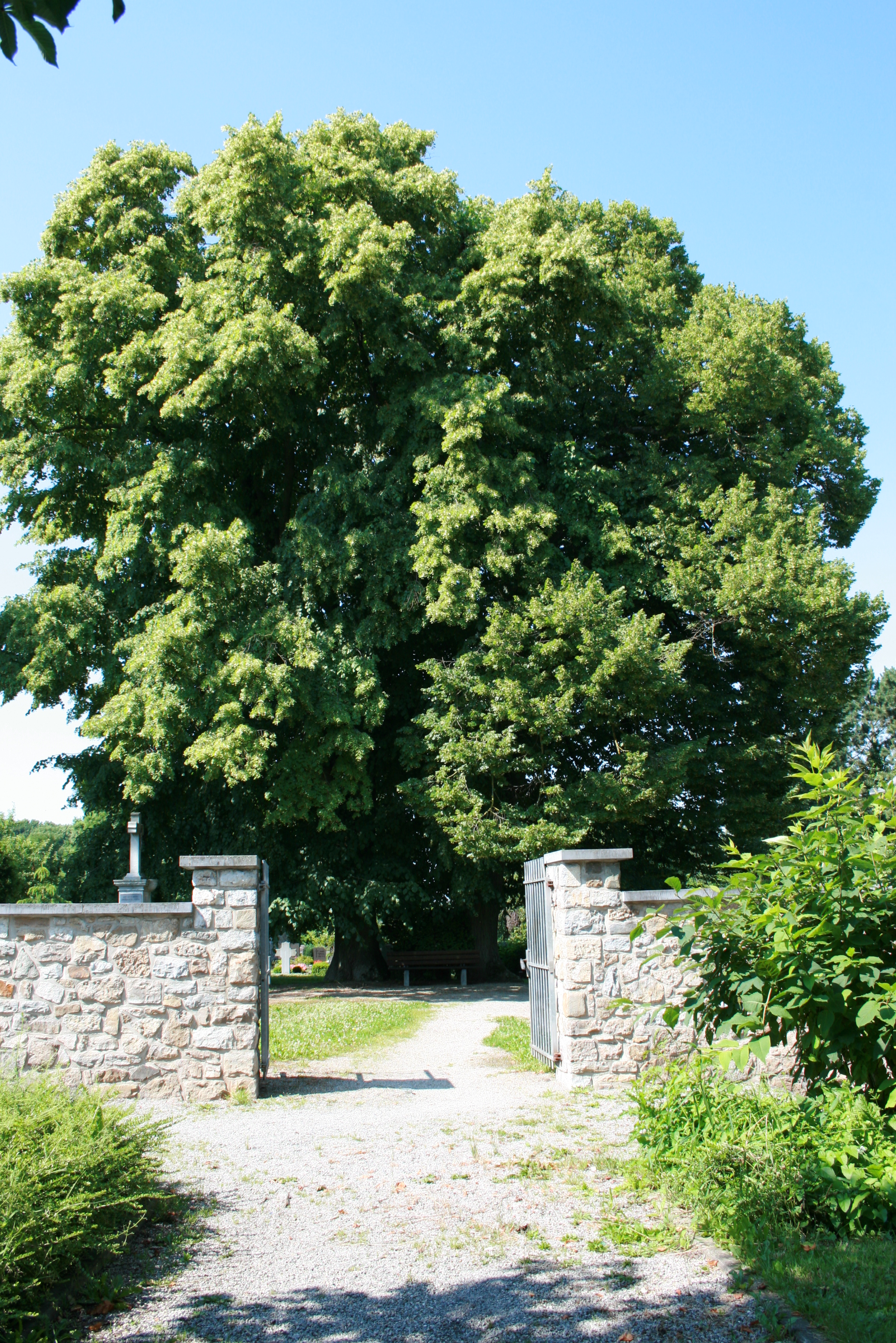 zwei Sommerlinden auf einem Friedhof 