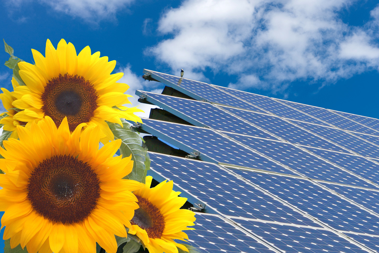 auf der linken Seite sind 4 Sonnenblumen zu sehen, rechts Solarzellen und im Hintergrund ist ein blauer Himmel mit ein paar Wolken 