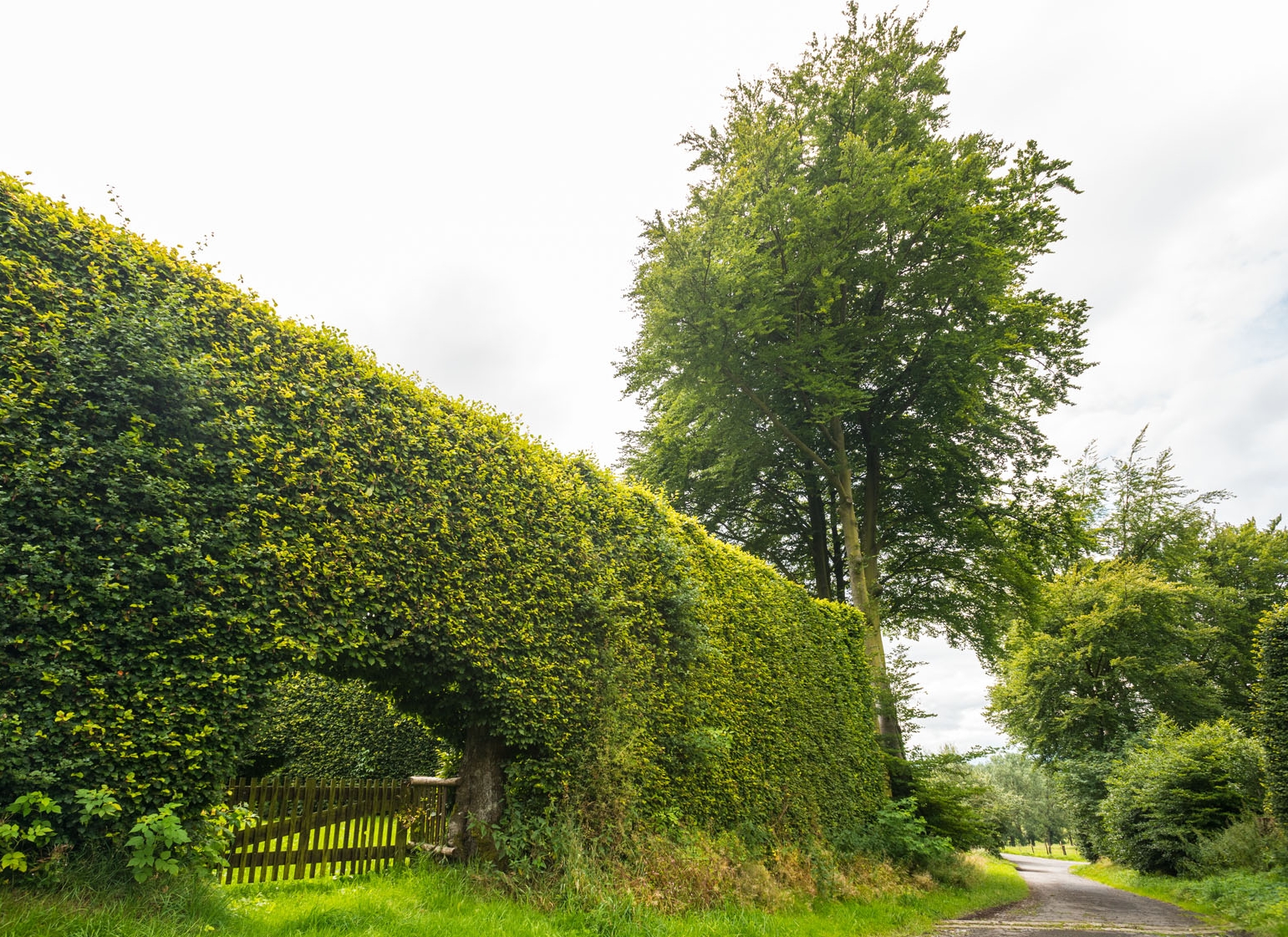 Hohe Hecke mit Durchgang