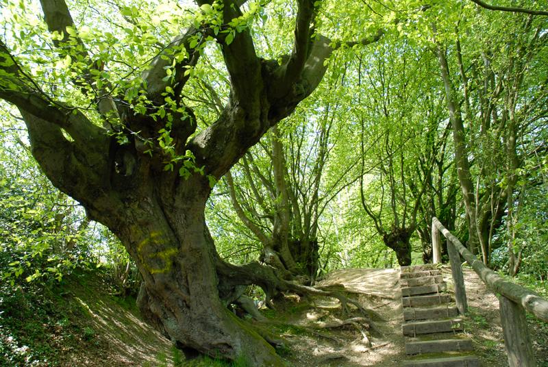 Treppe im Aachener Wald