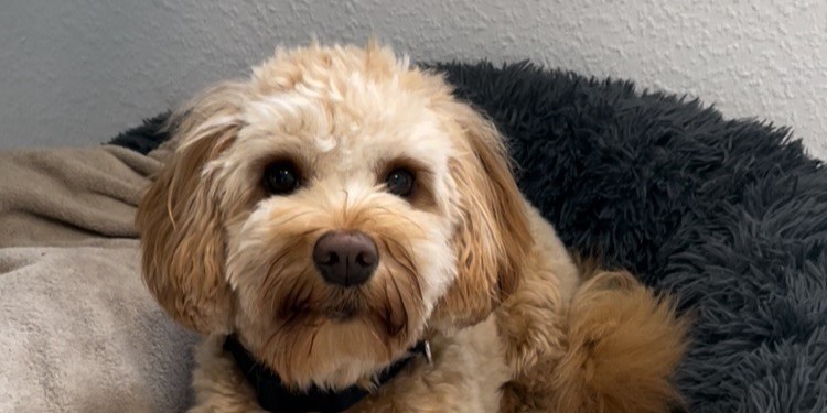 Australien Labradoodle-Hündin im Körbchen
