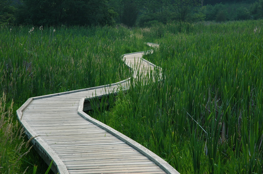 Holzsteg der durch sumpfige Landschaft führt