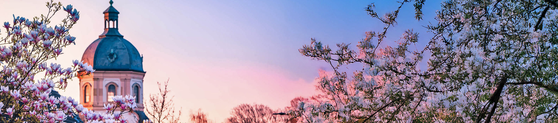 Blühende Magnolien in Aachen Burtscheid