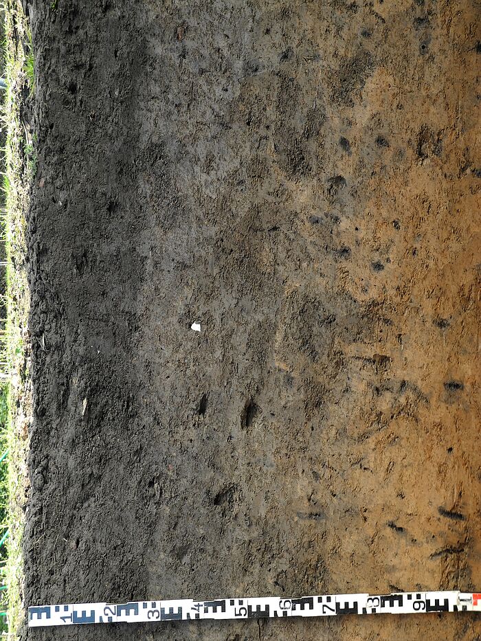 Ausschnitt bzw. Aufschluss eines Bodenprofils. Am linken Rand ist ein Maßband zu sehen.